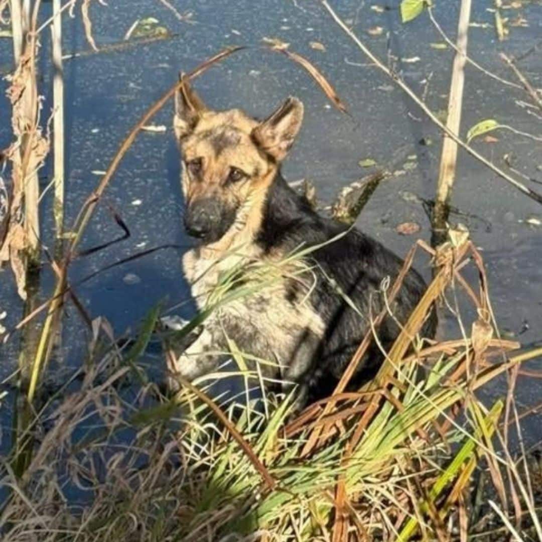SIGN: Justice for Sick, Starving Dogs Trapped in a Cage and Left to Die ...
