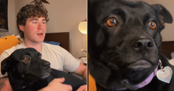 Dog DNA Test Reveal Image