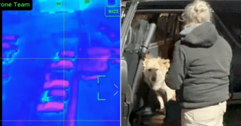 Abbie, rescued dog discovered by drone