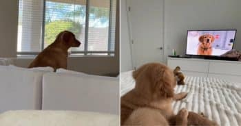 Golden retriever sitting indoors