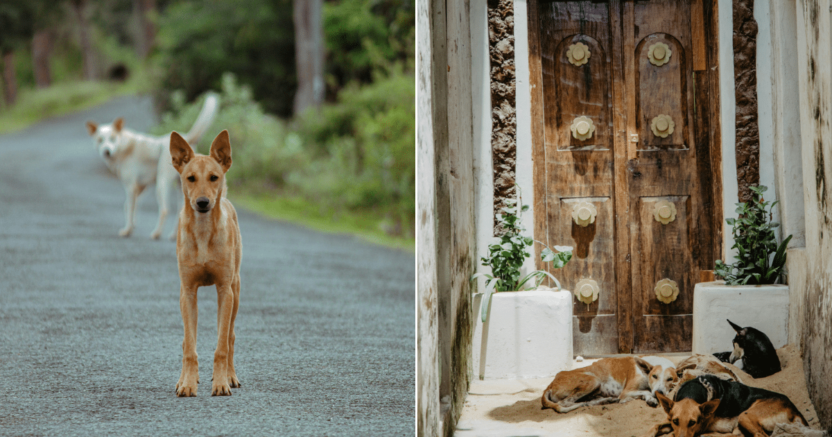 Woman Meets Two Street Dogs While on Vacation and Makes a Life Changing Decision