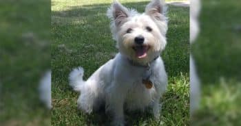 Zelda the stray dog believed to be a Westie