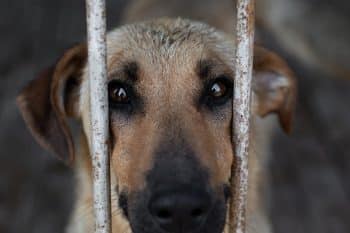 Sad dog behind cage bars