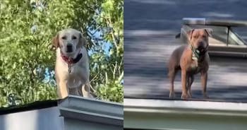 Dogs on the Roof