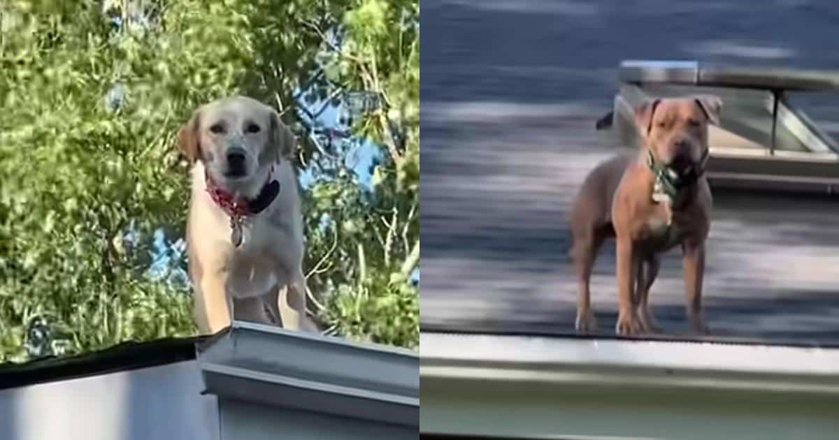 These Naughty Dogs Climbed Onto The Roof and Mom Had A Big Scare