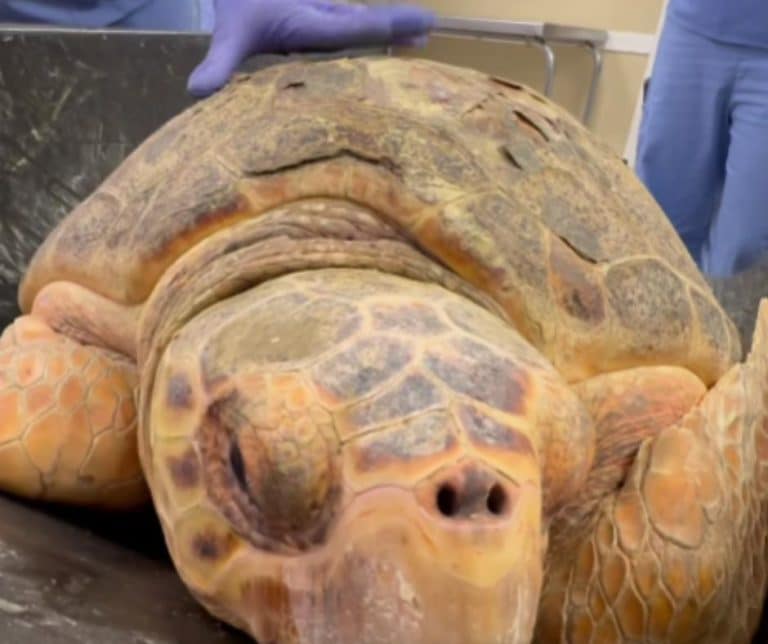 Loggerhead Turtle Molly Undergoes 3-Hour Surgery to Remove 10 Lbs. Neck ...