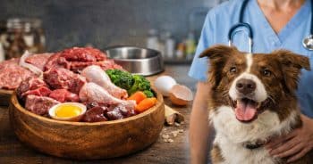 Veterinarian with a dog next to a bowl of raw dog food ingredients