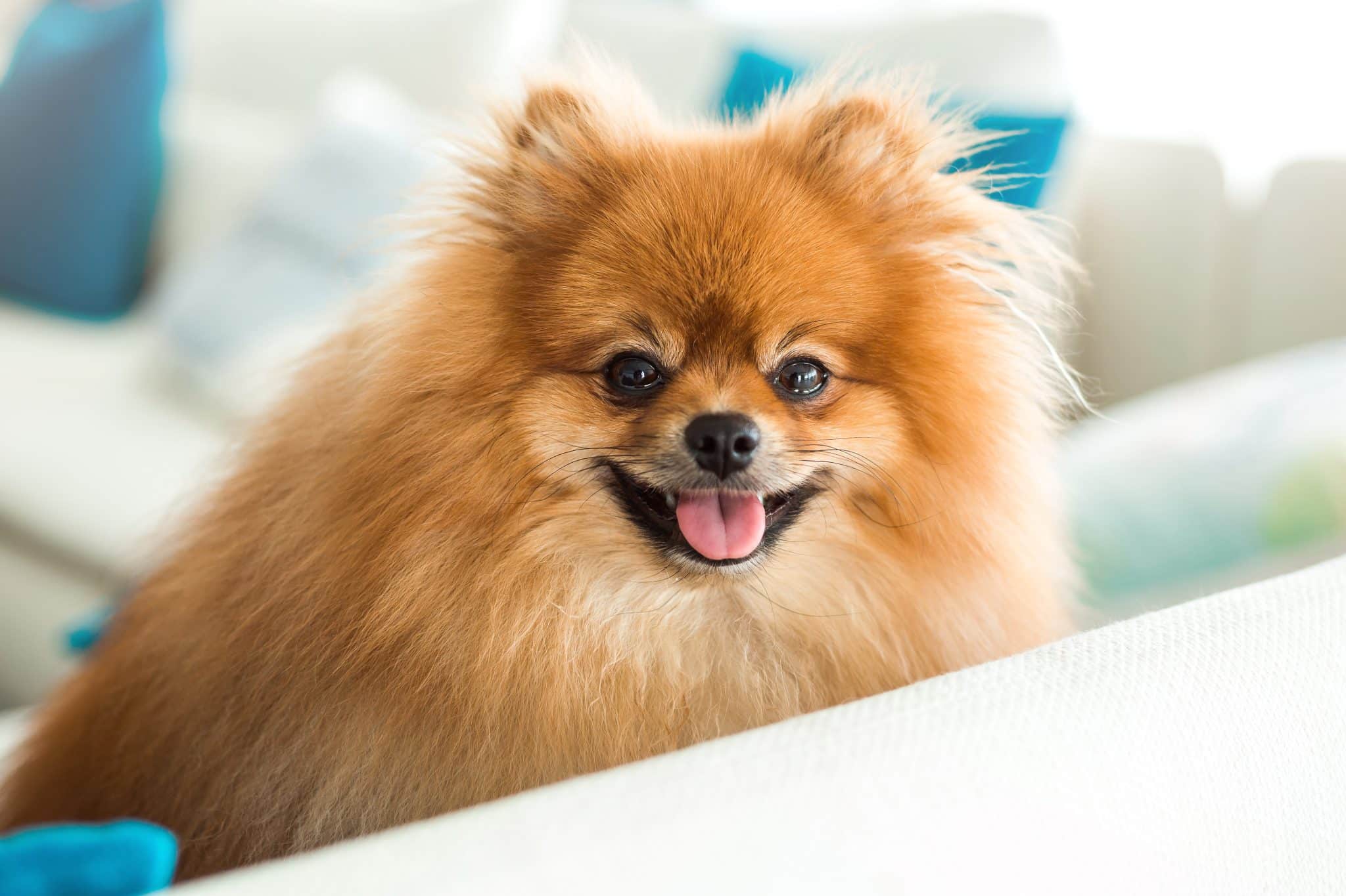 Pomeranian fluffy and lively with playful and affectionate family friendly personality