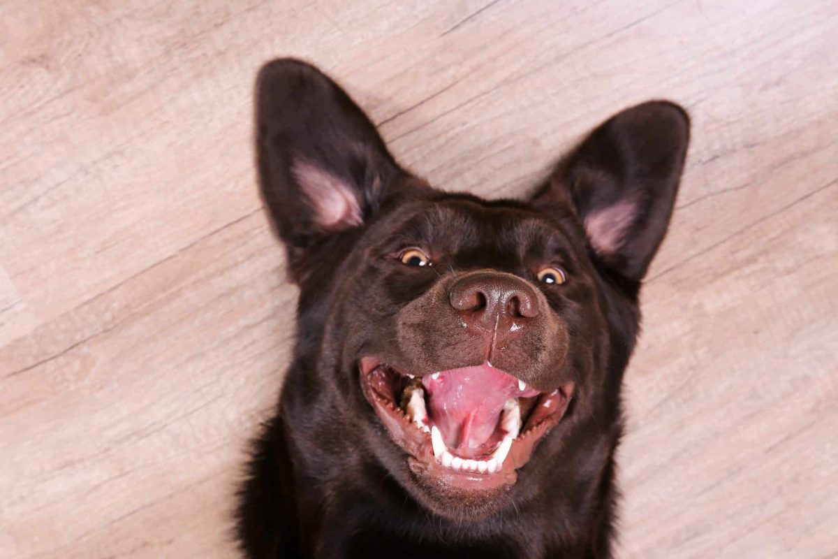 Labrador Retriever showing happiness through expressive facial reactions