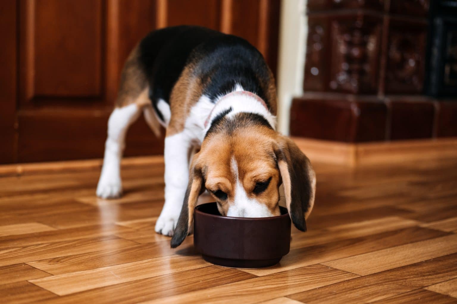 Picture of 7 Best Foods for Dogs with Kidney Disease - iHeartDogs.com