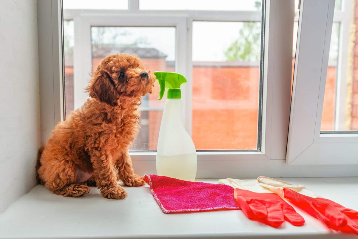 A curious dog pauses to sniff, setting the tone for exploration and discovery.