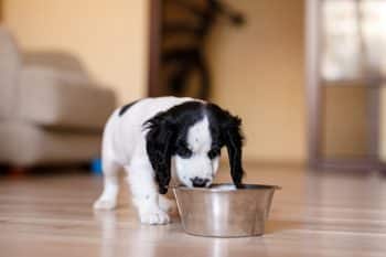 puppy eating from food bowl
