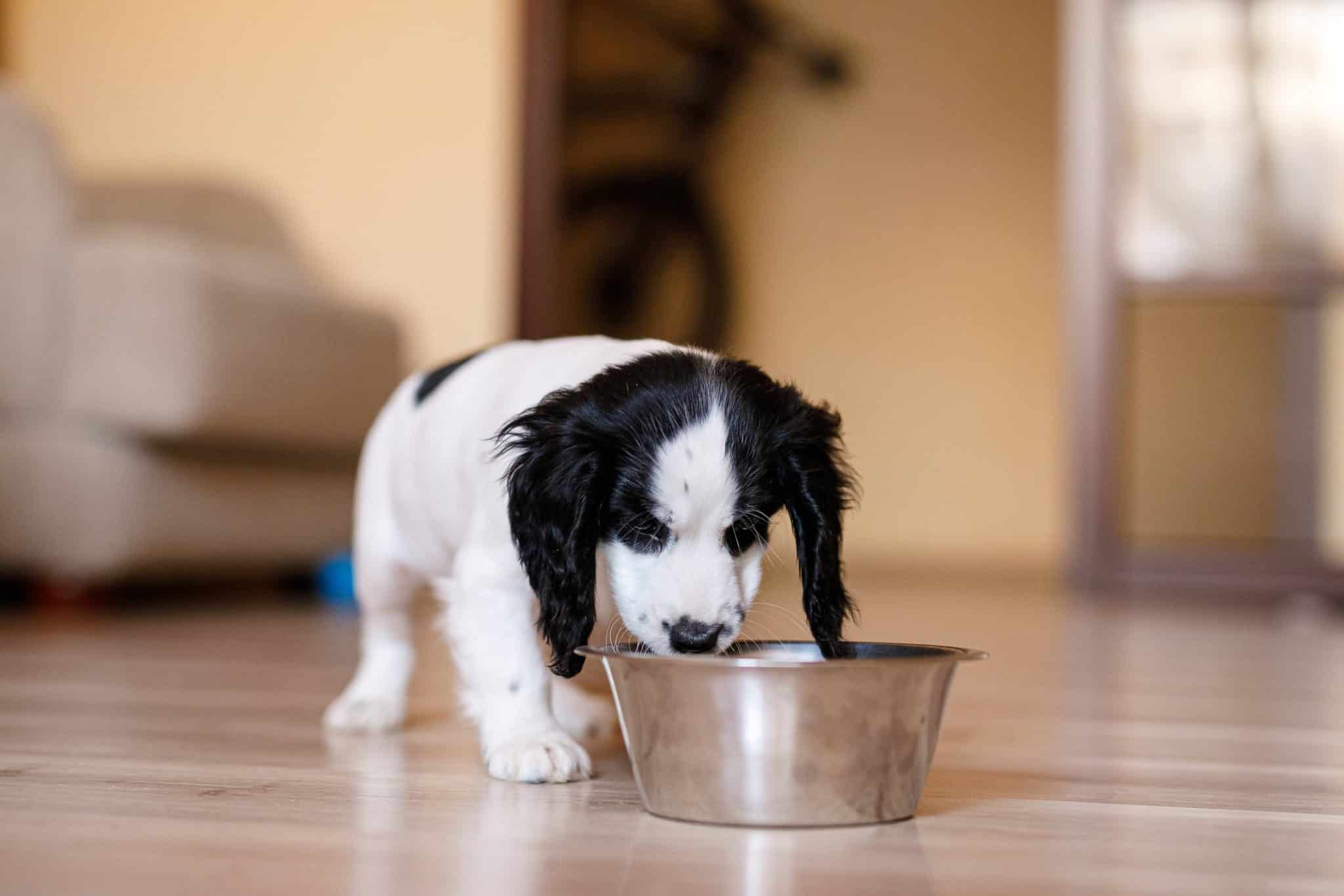 puppy eating from food bowl