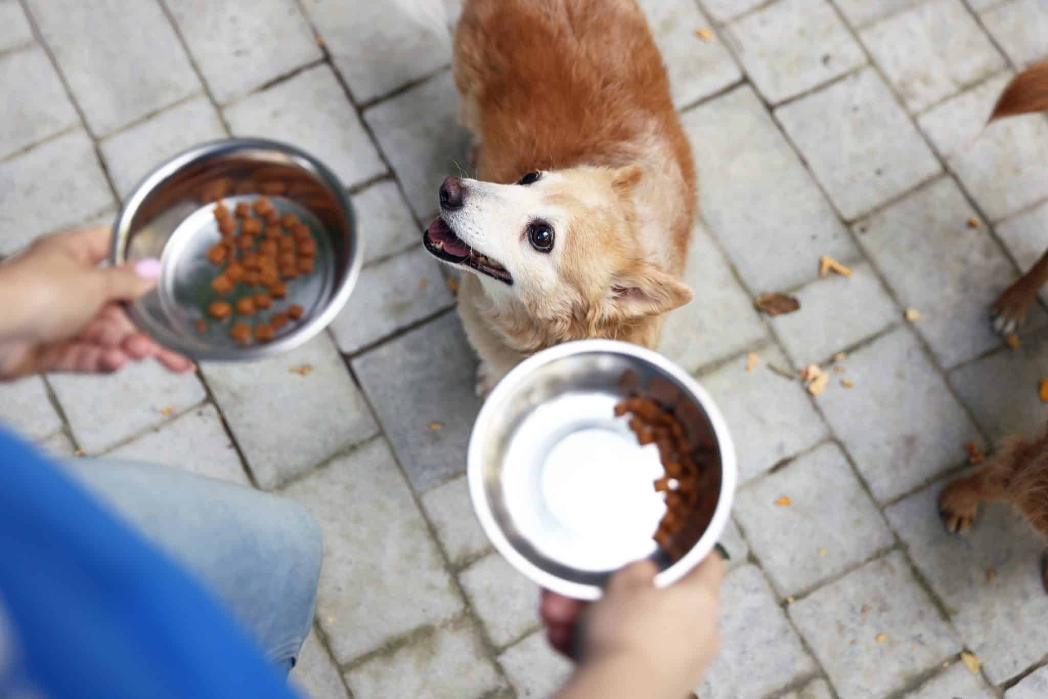 rescue dog food bowls