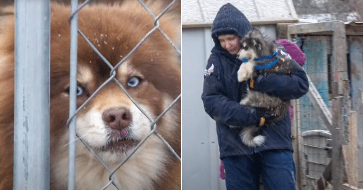 Dozens of Puppies Saved From Freezing Conditions During Tennessee Winter Storm