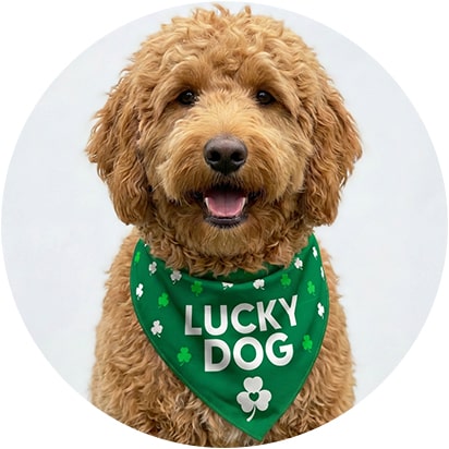 Collars & Bandanas Products