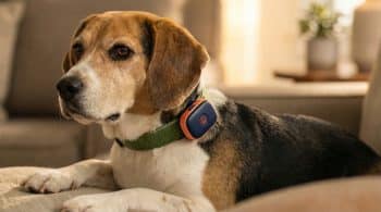 Peaceful dog Life360 Pet GPS