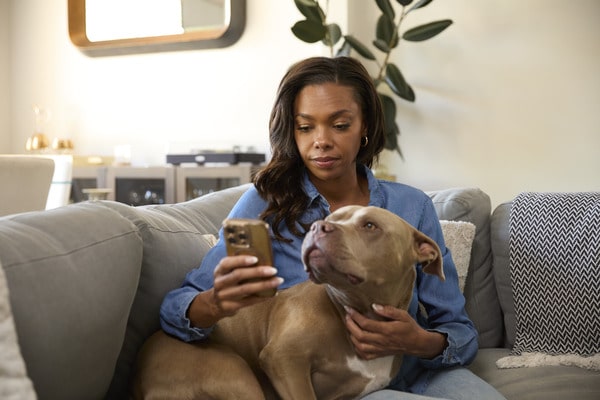 Pitbull dog sitting on woman's lap on couch as she looks at her phone