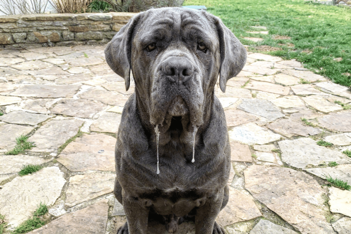 Neapolitan Mastiff with abundant wrinkles and heavy drool