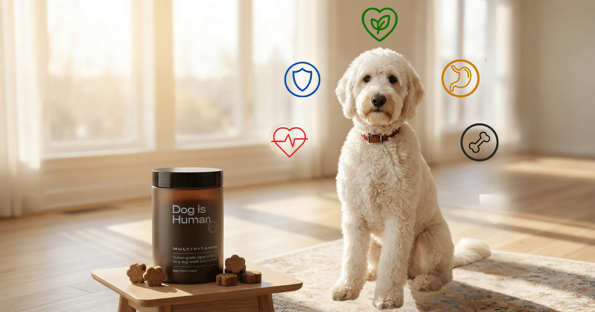 Can One Daily Chew Really Do It All? My Trial of Dog Is Human’s Multivitamin