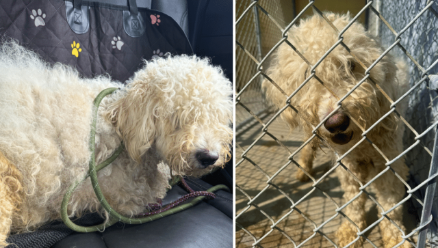 Split screen image of a dirty, matted white Labradoodle dog in a car and behind a fence