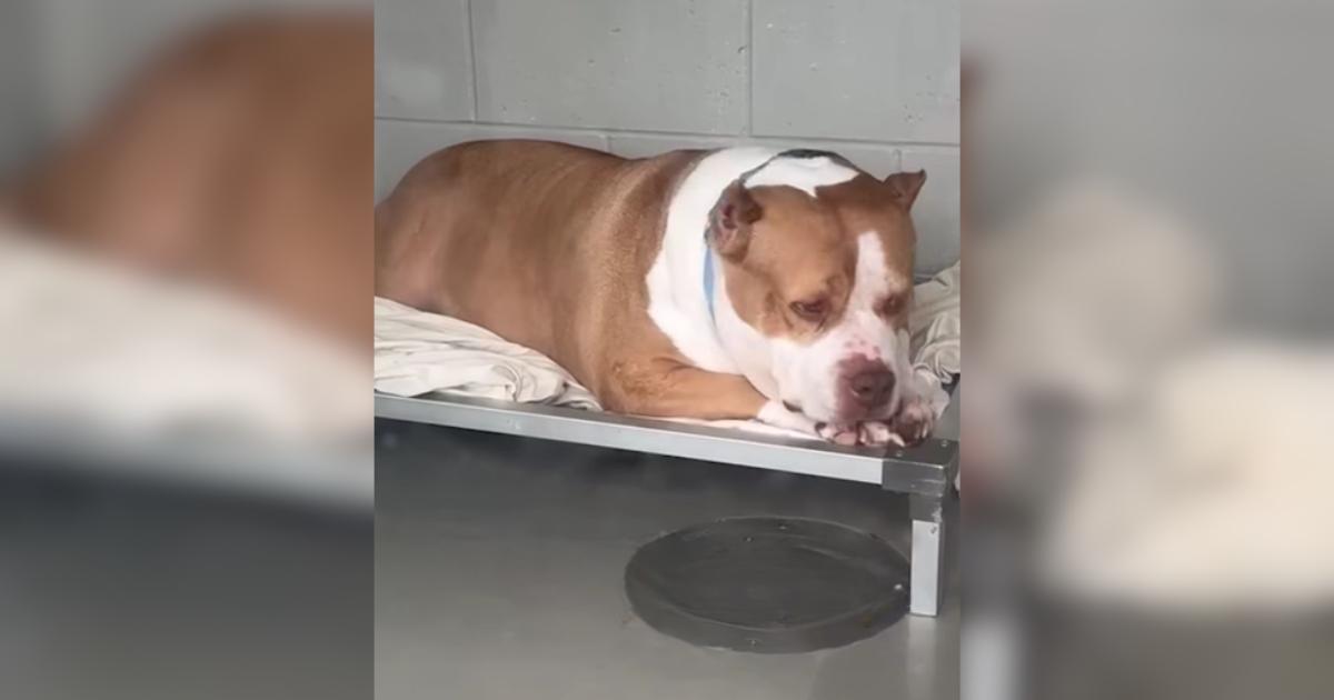 On Her Last Day, a Sweet Chunky Pittie Gets the Second Chance She Needed