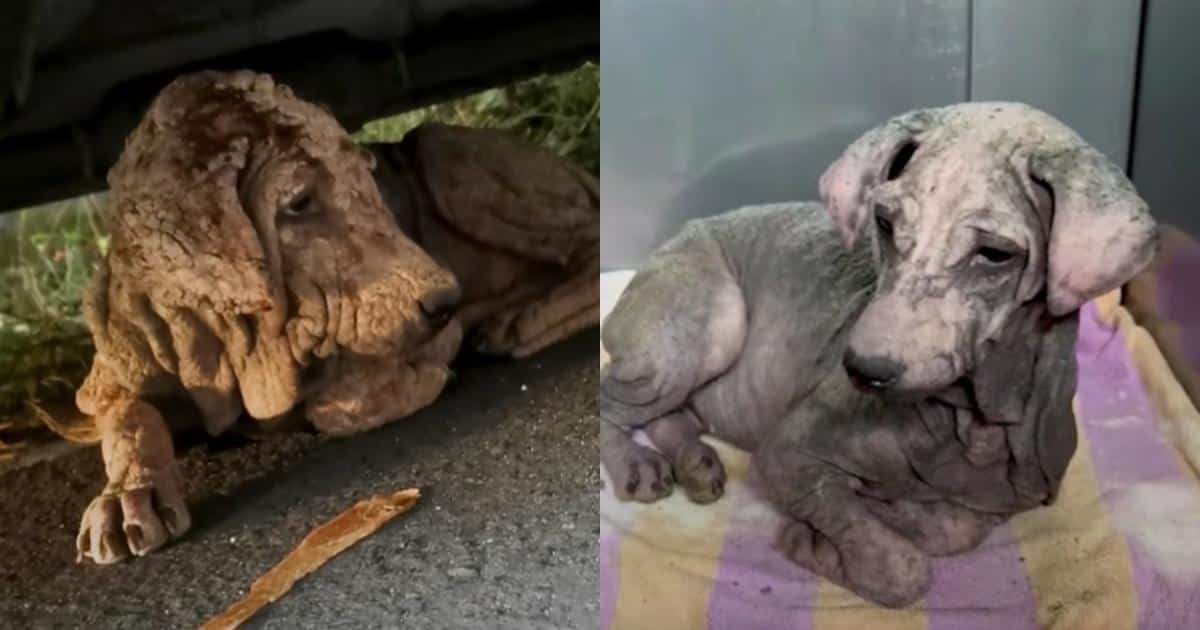 Dog Who Turned To Stone Was Actually A Scared Little Puppy