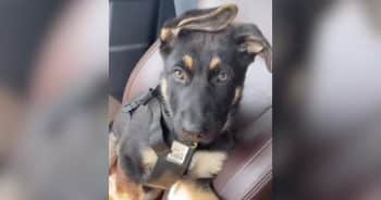 German Shepherd Puppy