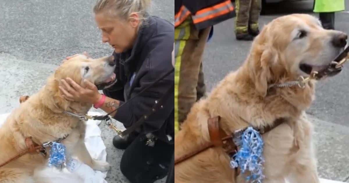 Guide Dog Jumps in Front of Bus to Save His Mom, Now He’s Back by Her Side