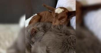 A newborn goat named Lily