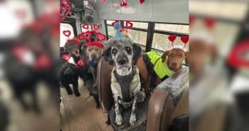 Dogs on a School Bus