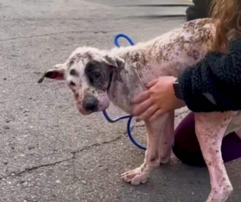 Emaciated Dog Was on the Brink, Now He’s Living Proof of Second Chances ...