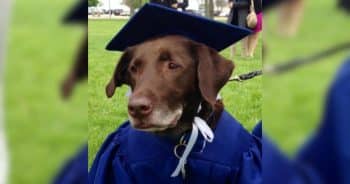 Bridget Evans and her service dog Hero wear matching caps and gowns on graduation day