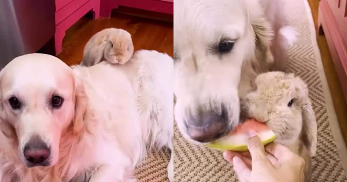 This Golden Retriever’s Favorite Thing Is Hanging Out With His Bunny Bestie