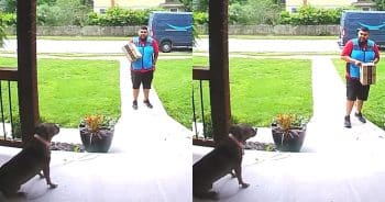 Delivery driver meets calm dog