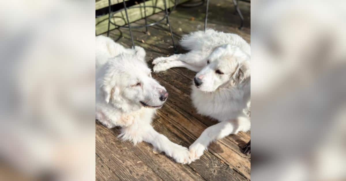 Two Dogs Facing Euthanasia Share the Same Injury… and an Even Bigger Connection