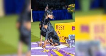 Penny the Doberman at Westminster Dog Show