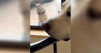 Dog and squirrel watching each other through window