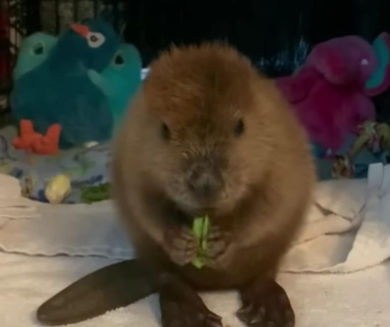 Rescue Beaver Munching Snacks Is the Chill Content We Needed ...