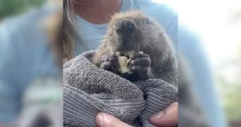 Tulip rescue beaver munching snacks