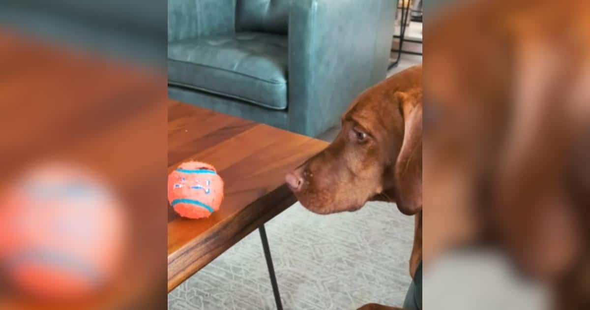 Silly Dog Wants the Ball So Bad He’ll Balance Literally Anything On His Head