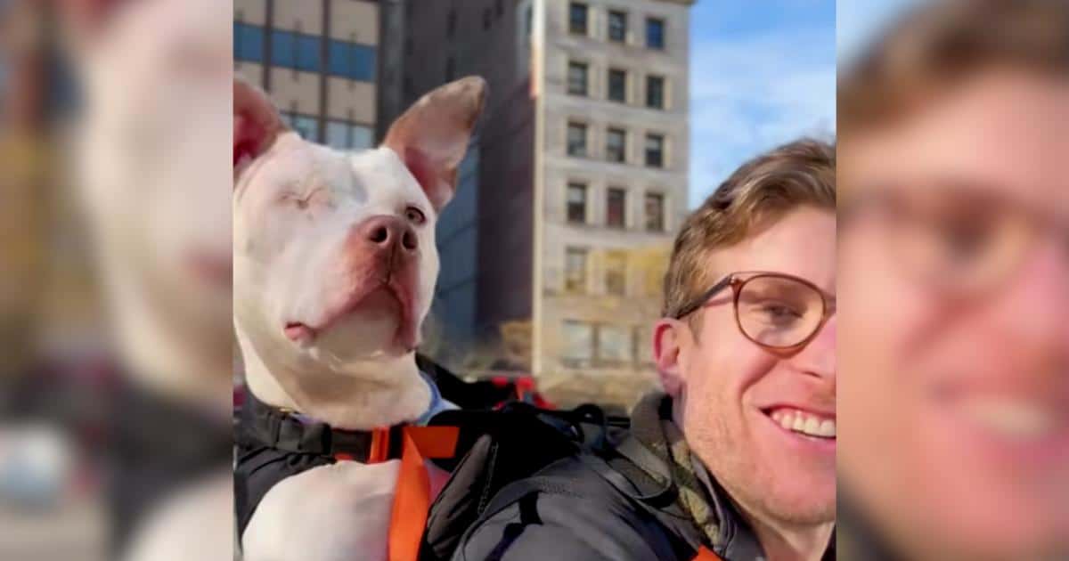 This Dog Hero Carries Shelter Pups On The Subway So They Find Loving Homes