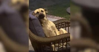 Dog on patio furniture