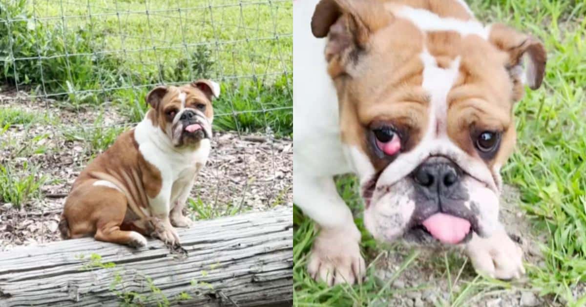How This Mystery Bulldog Found Her Safe, Loving Farm Home