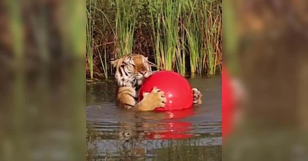 Rescued Zoo Tiger Meets Water for the First Time and It’s Magical