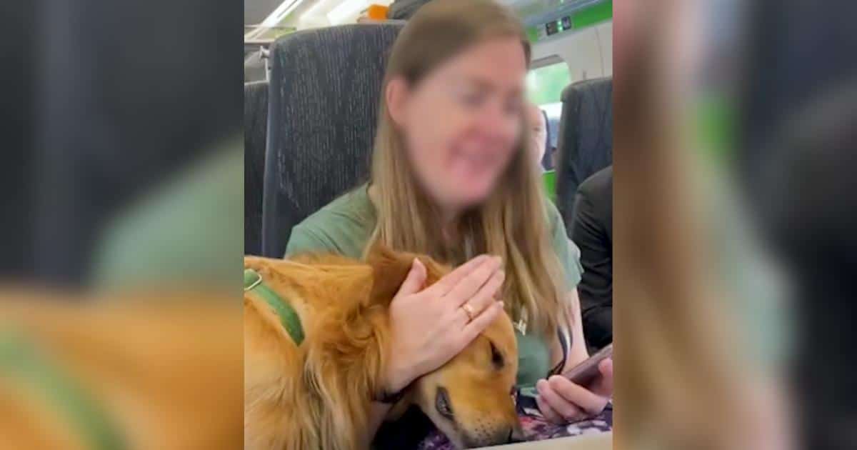 Huxley the Dog Rides the Train Like It’s His Personal Fan Event