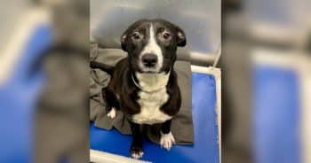 Dog at Shelter