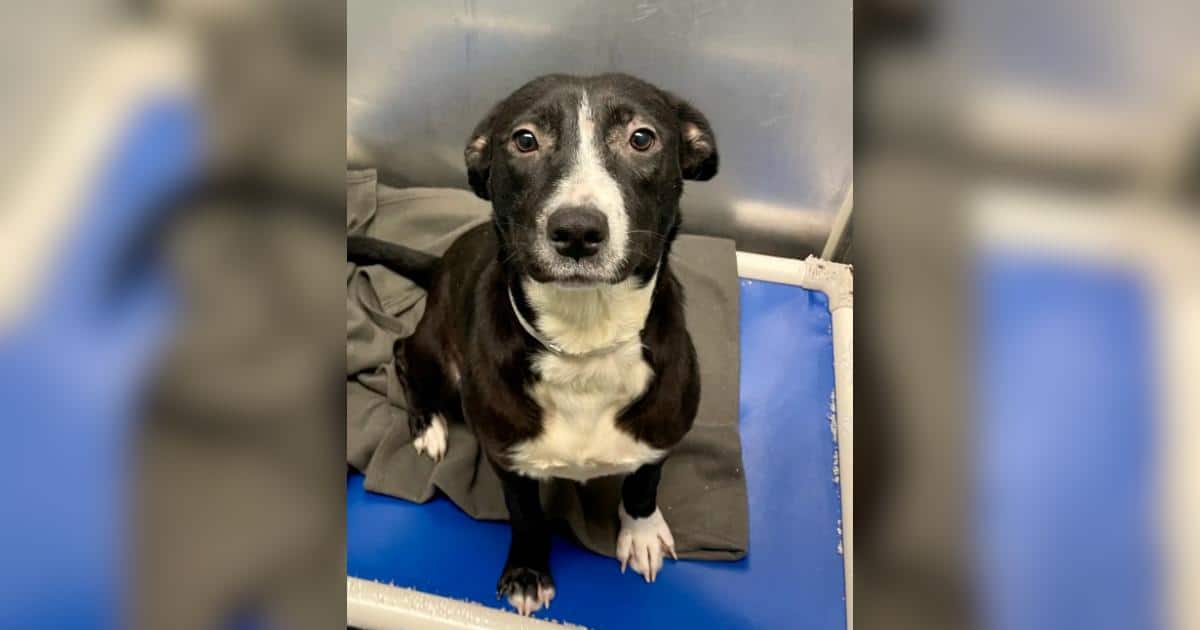 Shelter Dog on Borrowed Time Stops a Volunteer in Her Tracks With One Plea