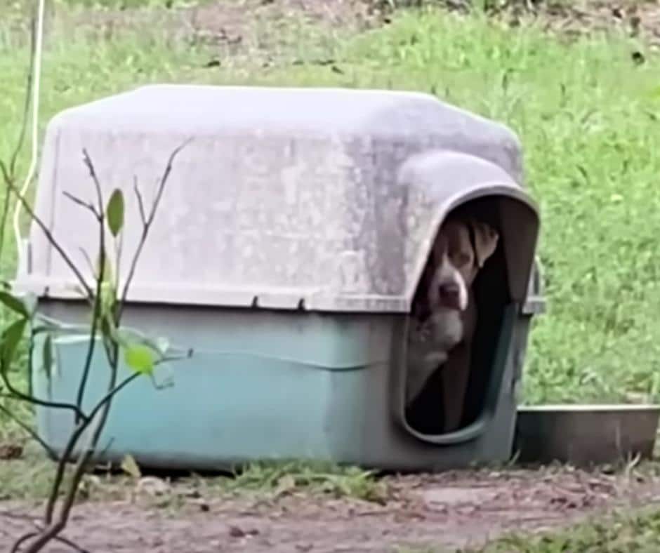 Senior dog tied to a doghouse