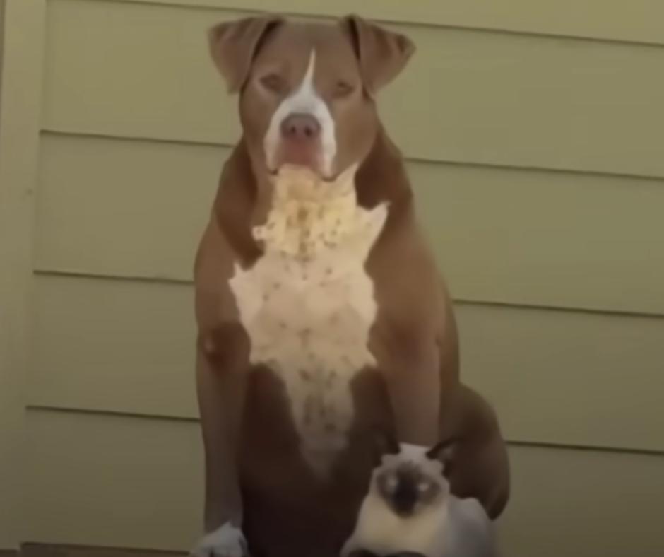Dog exploring the yard